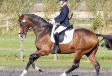 How do riders communicate with their horses in dressage?