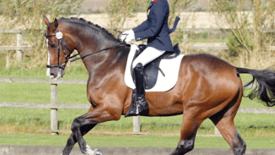 How do riders communicate with their horses in dressage?