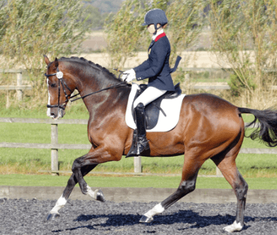 How do riders communicate with their horses in dressage?