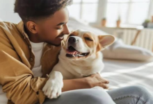 How Animal Clinics Support Rescue Pets’ Rehabilitation