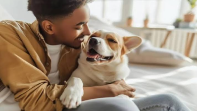 How Animal Clinics Support Rescue Pets’ Rehabilitation